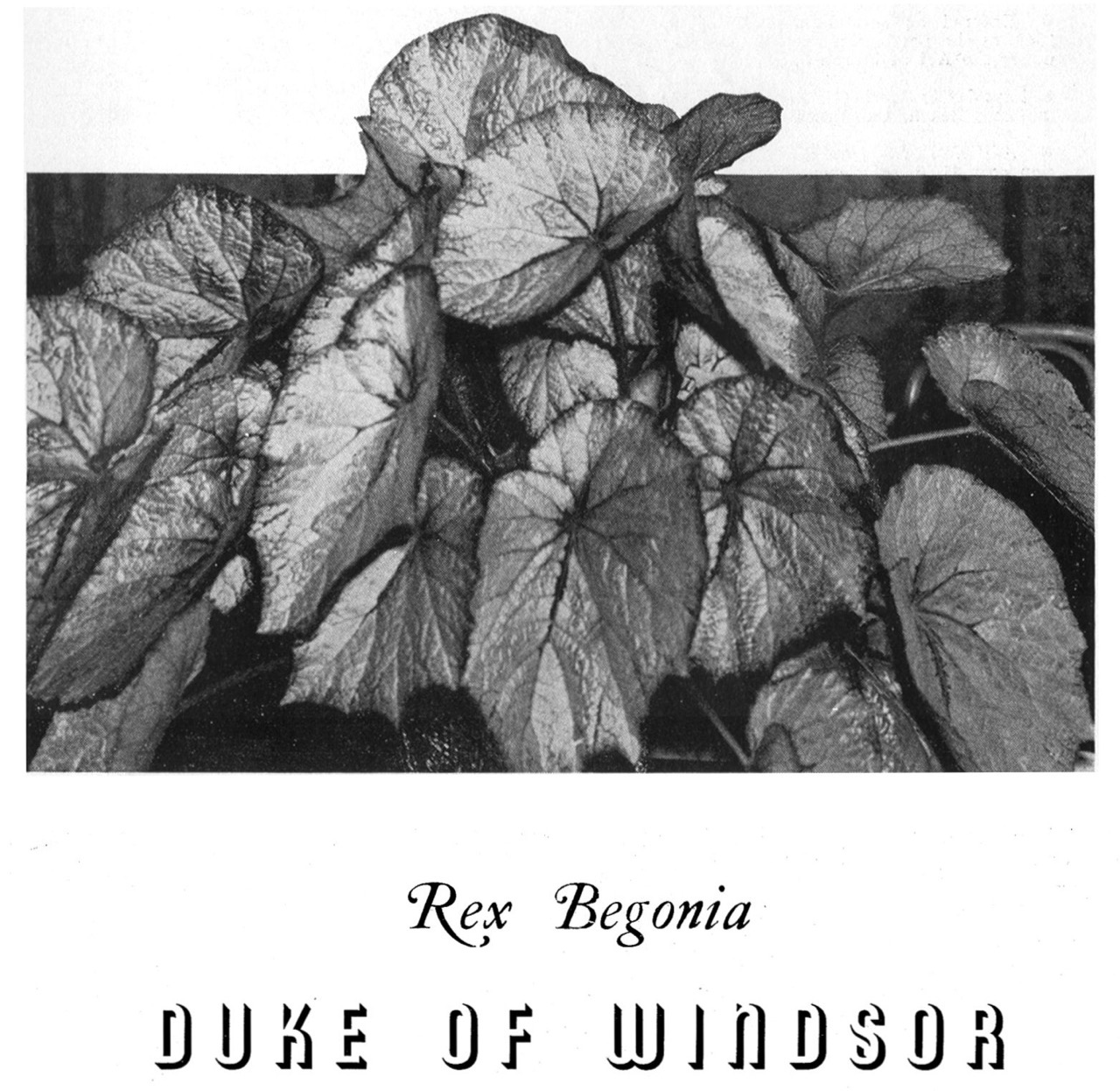 B. ‘Duke of Windsor’